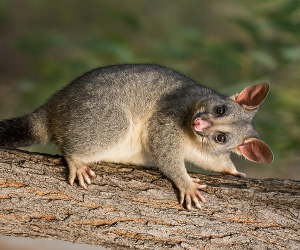 Possum Removal
