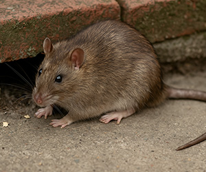 Rodent Control