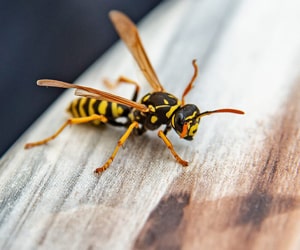 Bees And Wasps Control