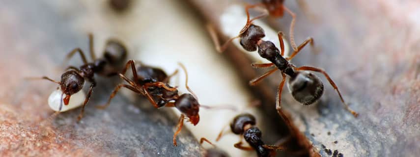 Ant Control Gowanbrae