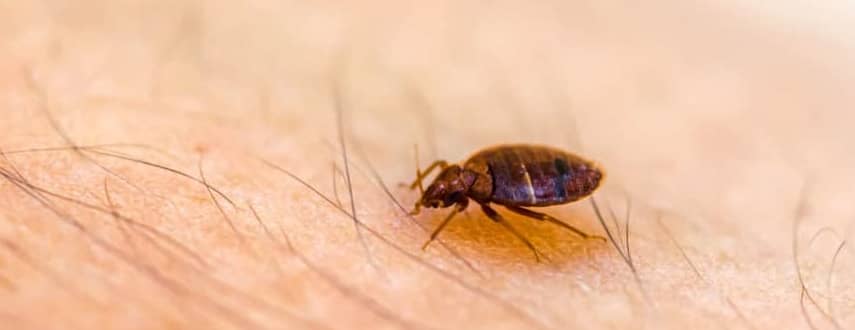 Bed Bug Control Syndal