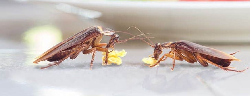 Cockroach Control Cargerie