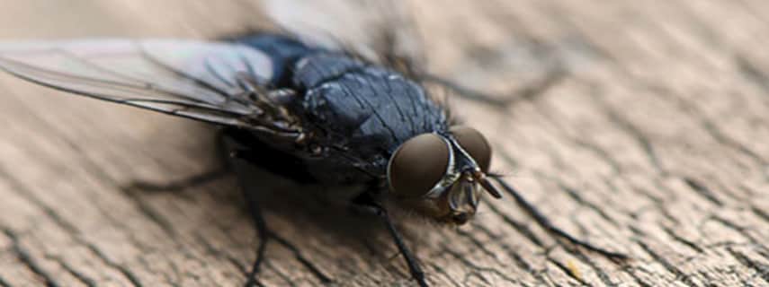 Flies Control Woodend North