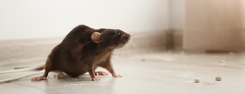 Rodent Control Dromana Lighthouse