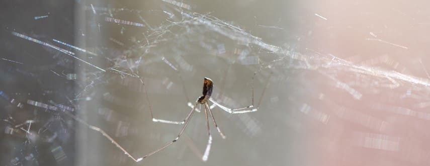 Spider Control Fountain Gate