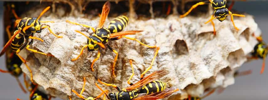 Wasp Removal Cornucopia