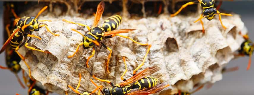 Wasp Removal Heathcote Junction