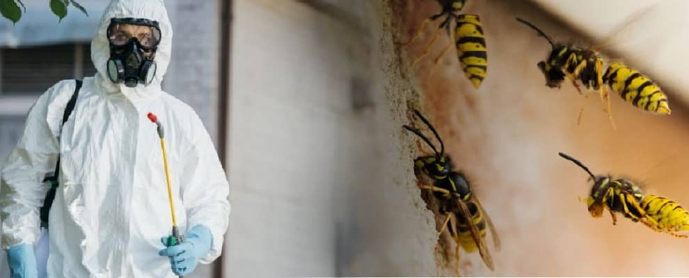 Pest Control Wasp Removal Hobart