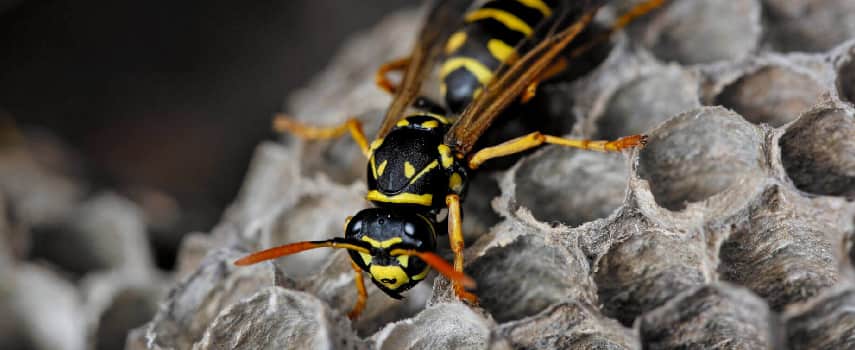 Wasp Control Adelaide