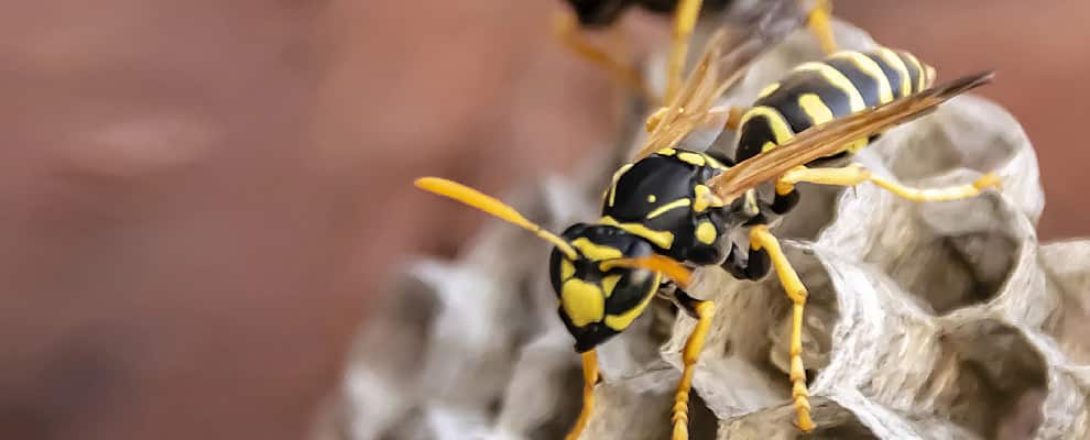 Wasp Eradication Mosman Park