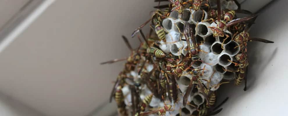 Wasp Nest Removal Sydney