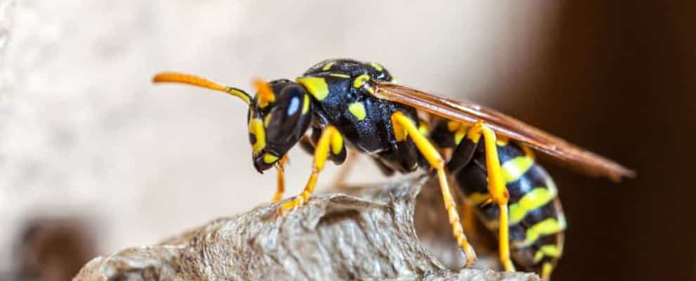 Wasp Removal In Melbourne