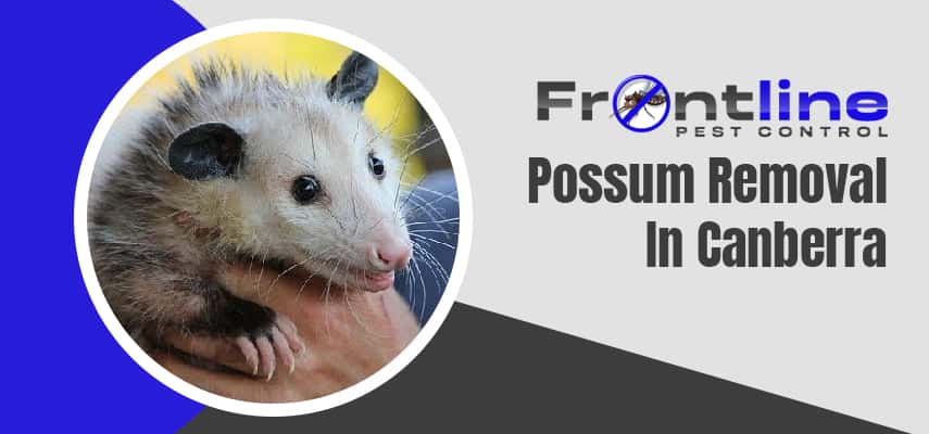 Possum Removal Experts In Canberra