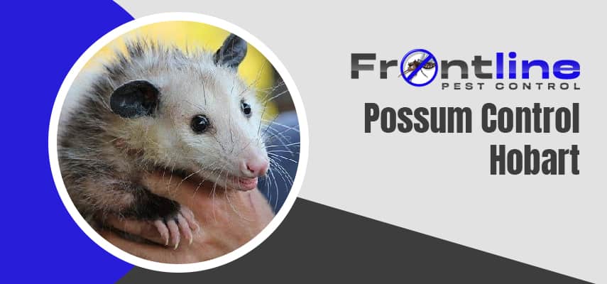 Possum Removal Experts In Hobart
