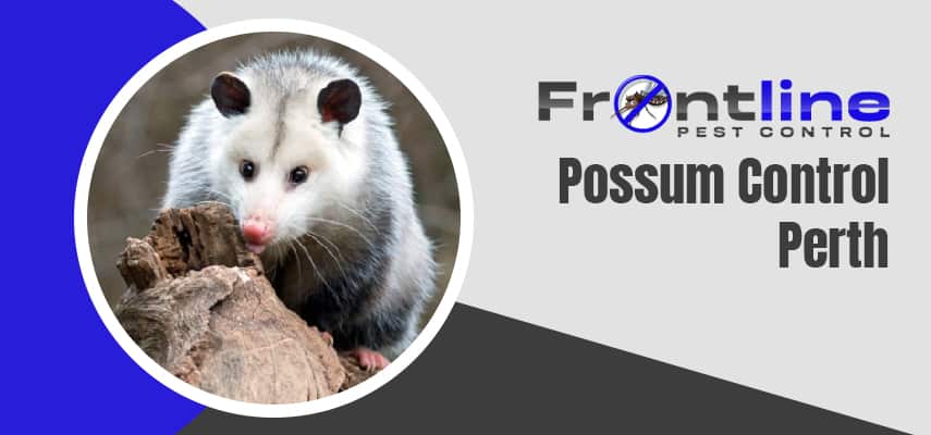 Possum Removal Experts In Perth