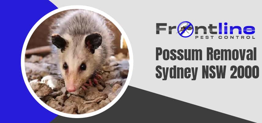 Possum Removal Sydney Expert