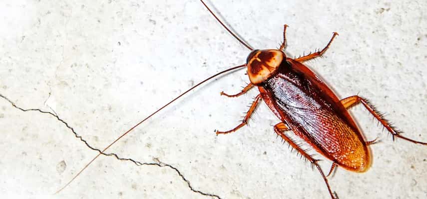 Best Cockroach Removal in Adelaide