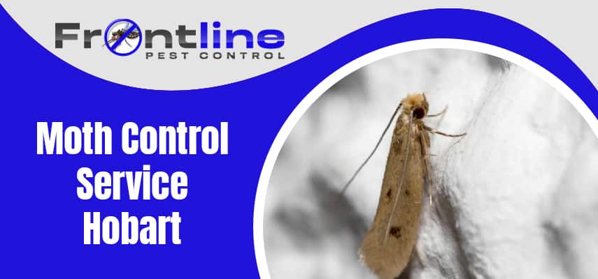 Best Moth Control Service Hobart