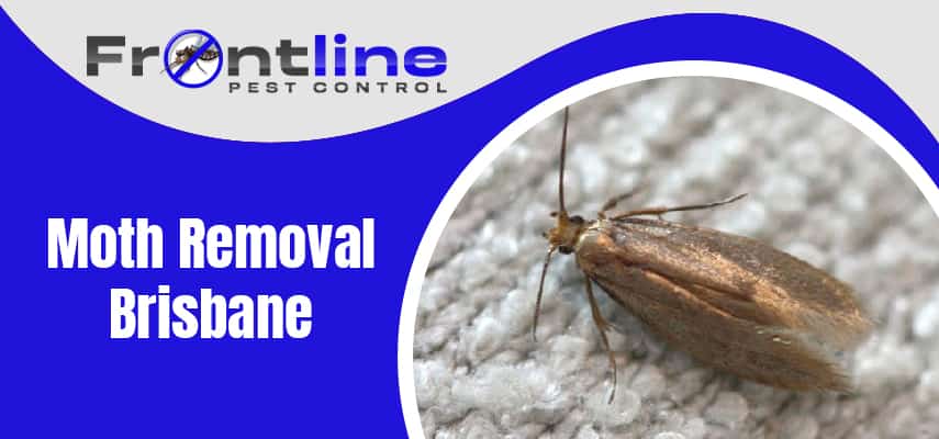 Best Moth Control Services