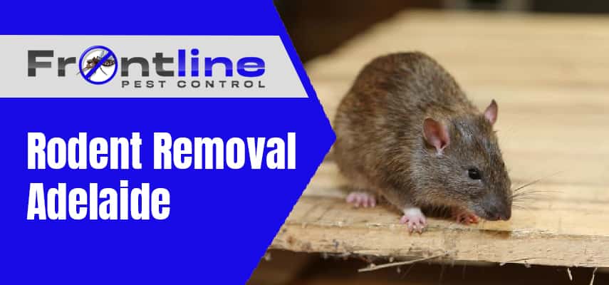 Rodent Removal Adelaide