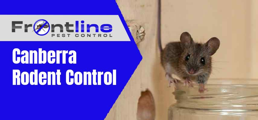 Canberra Rodent Control Service