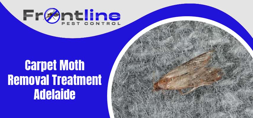 Carpet Moth Removal Treatment Service Adelaide