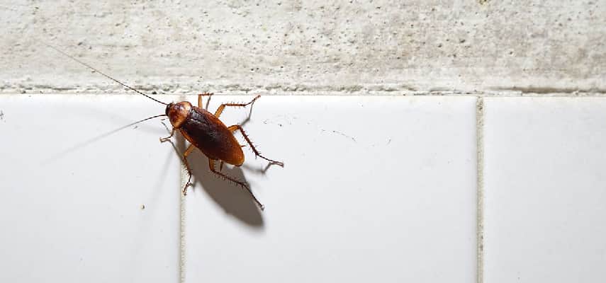 Cockroach Pest Control in Hobart