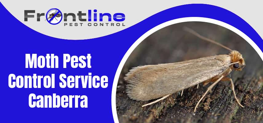 Moth Pest Control Service Canberra