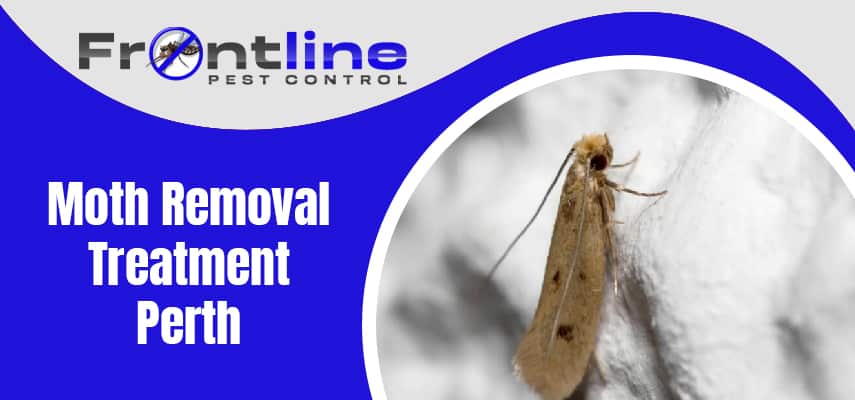 Moth Removal Treatment Service Perth