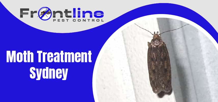 Moth Treatment Service Sydney