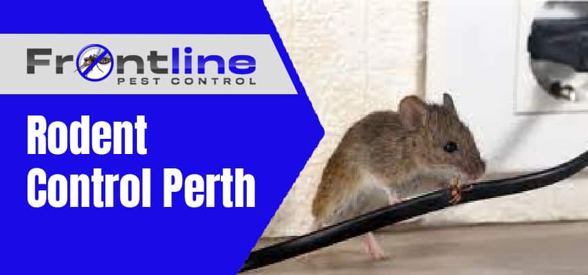 Rodent Control Service Perth