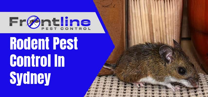 Rodent Pest Control In Sydney