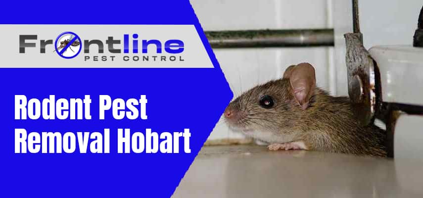 Rodent Pest Removal Service Hobart