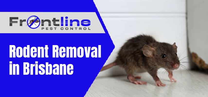 Rodent Removal Service in Brisbane